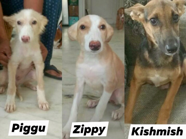 Help Piggu, Zippy, Kishmish fly to New Jersey, USA