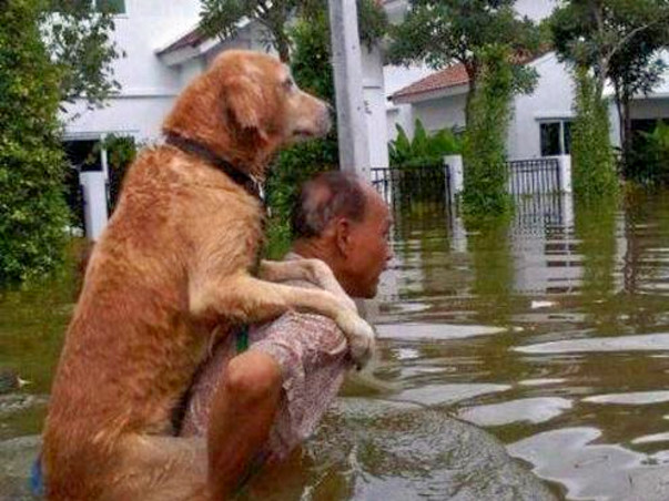 Help Save the Animals of Kerala