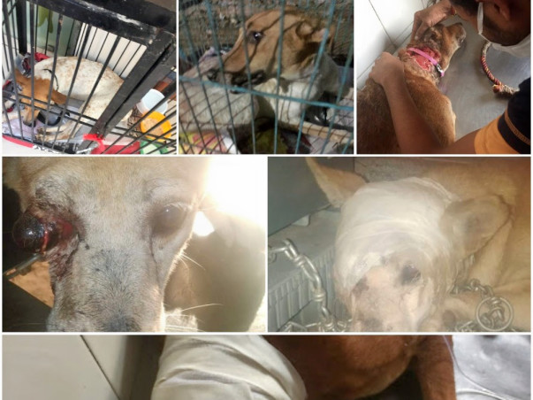 Help In Reducing The Miseries Of Three Neglected Stray Lives