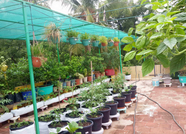 Urban farming initiative for Roof-Tops with solar pannels