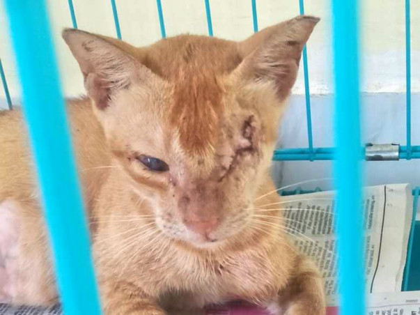 Help Blind Daisy and Her Kittens Survive