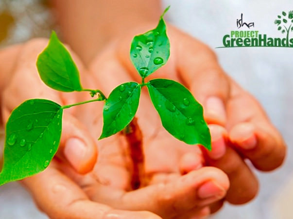 Plant trees online with Project Green Hands!