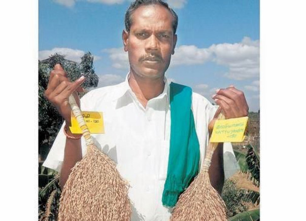 Savior of 150 paddy varieties in India faces battle against cancer