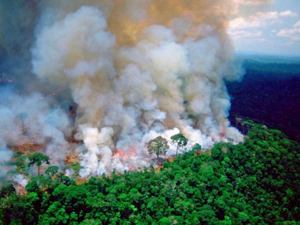 Help the amazon rainforest fire