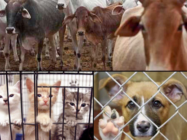 Help an Animal Shelter