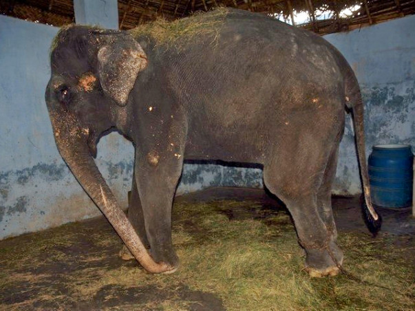 Help Rescued Elephant Lakshmi Reach Her Forever Home