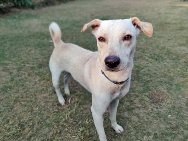 Donate to help Snowy reach his Loving And Caring Family