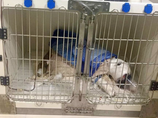 Help Angel To Fight And Come Back Home