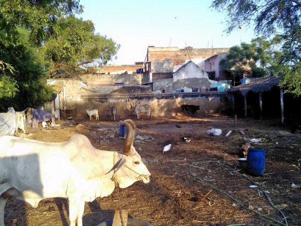 Help Build A Shelter For Temple Cows Rescued From Slaughter