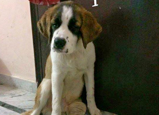 Save an injured St. Bernard with multiple injuries