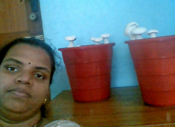 Help for Tejas Mushrooms Farm startup