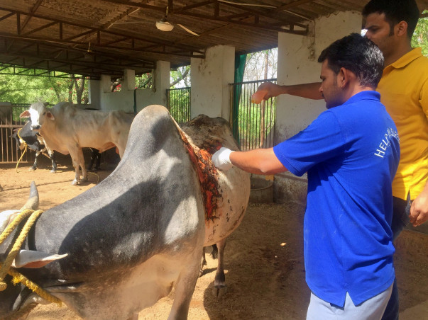 Support Me In Building New Cowsheds For The Rescued Cow,Bull,calf..etc