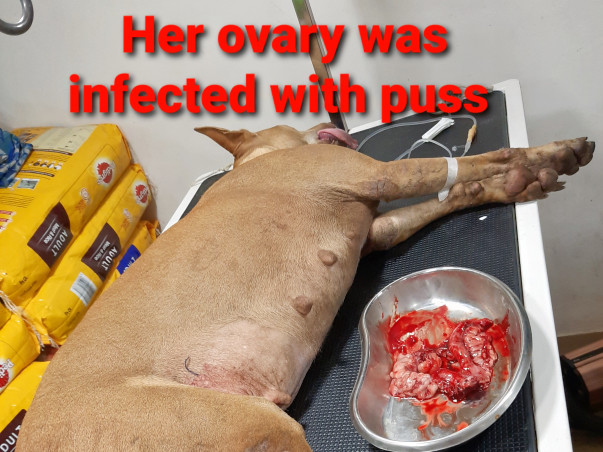 plz help Brownee A mother dog and a victim of animal cruelty.