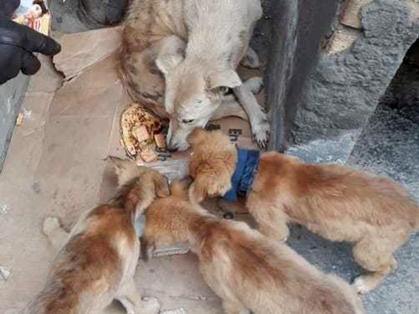 Do Some Thing For Street Animal's
