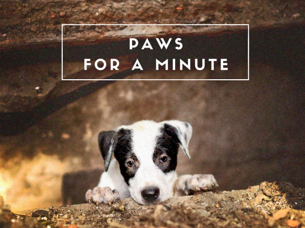 Please Paws for a Minute