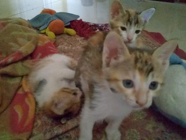 Help Raise Funds For Food/Vacinnes/Spaying Of Motherless Kittens