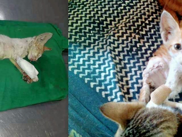 Support 'Awaaz' In Helping Stray Animals
