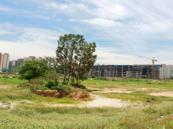 Peace Ride: Soulkere Lake Rejuvenation, Sarjapur Road