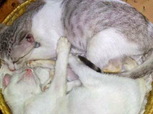 Help Keep Aneesh and Beena's Animal Shelter Open!
