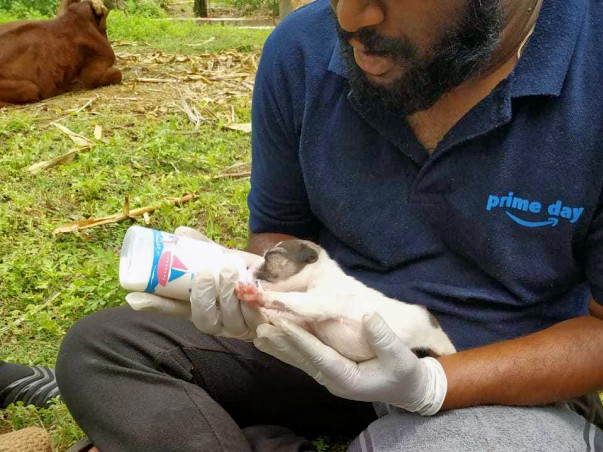 Help Animals And Livestock In Flood-Affected Areas Of Uttara Karnataka