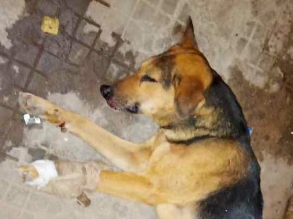 Help Save The Lives Of These Speechless Souls