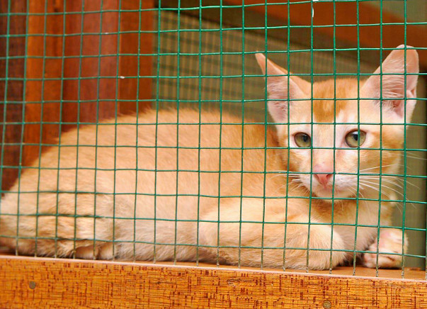 Help Us Build A Rehabilitation cum Adoption center For Animals