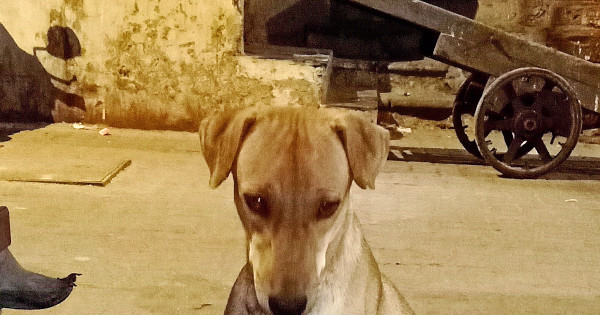 Help Me Treat Stray Animals Milaap