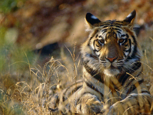 Join the Tiger Brigade