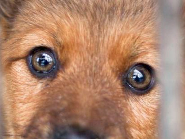 Help These Noble Souls By Building An Animal Shelter