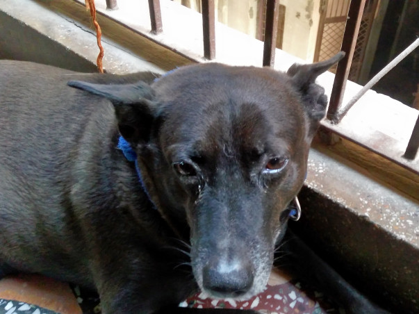 Help Me Save My Dog