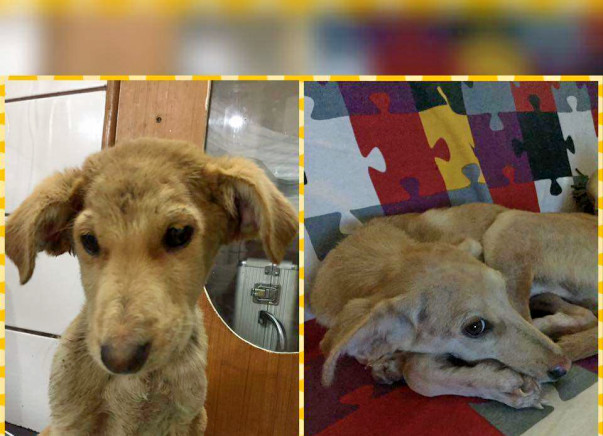 Help Candyman Take Care Of 30 Dogs