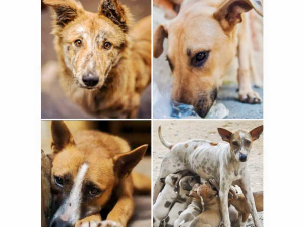 Support the Voiceless