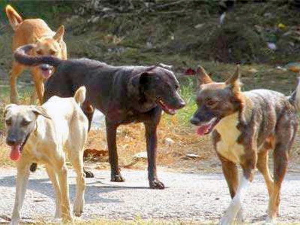 Help Raise funds for the Stray Dogs