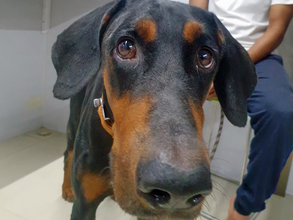 We need help with saving CHIEF'S life
