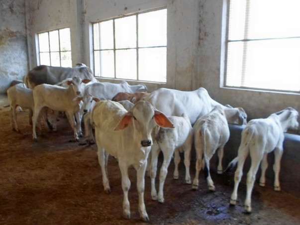Help undernourished calves & their mothers Gaushala at Vrindavan
