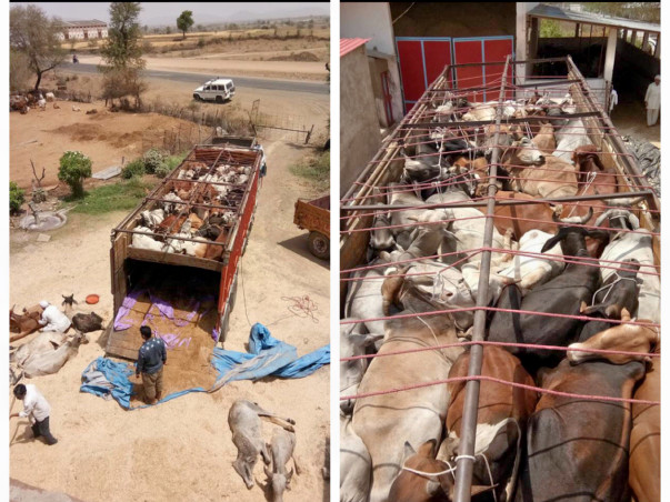 Support Gau Seva / Jeevraksha