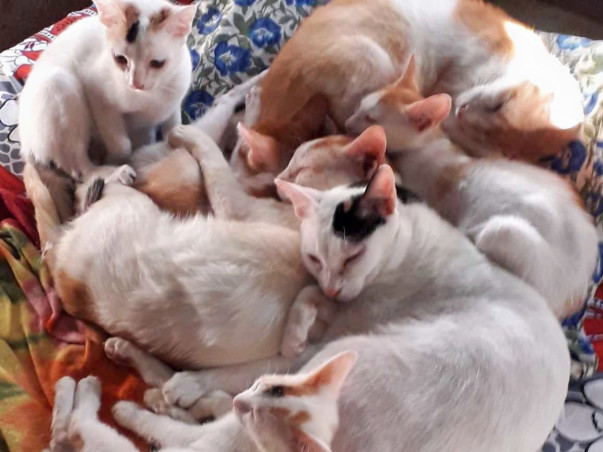 Help provide shelter to my cats and kittens