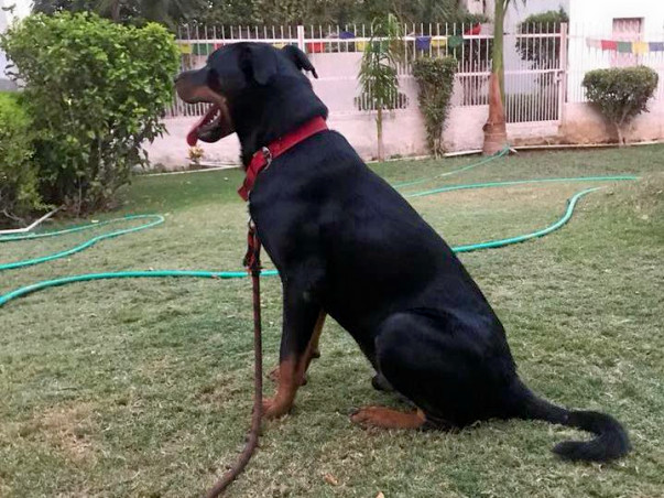 Give Rotty another chance at life
