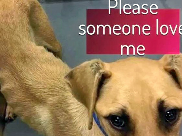 Help me save street dogs