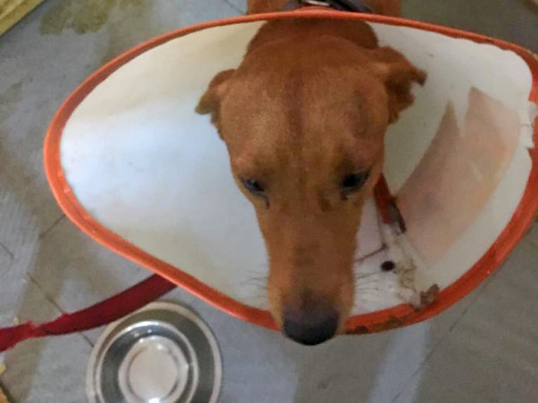 Brownie a stray was saved by Yoda NGO Khar