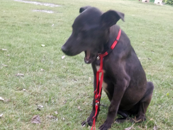 Help for voiceless