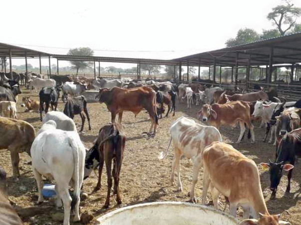 Help Feed and treat 1200 Cattles rescued from slaughter house