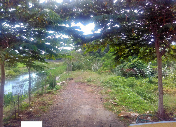 Planting Trees in Semi Urban Area