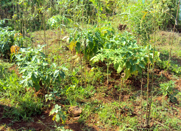 Planting 10000 Fruit Bearing Trees
