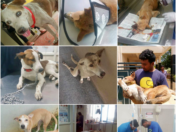 Help Voiceless Souls to beat the pain they are going through.