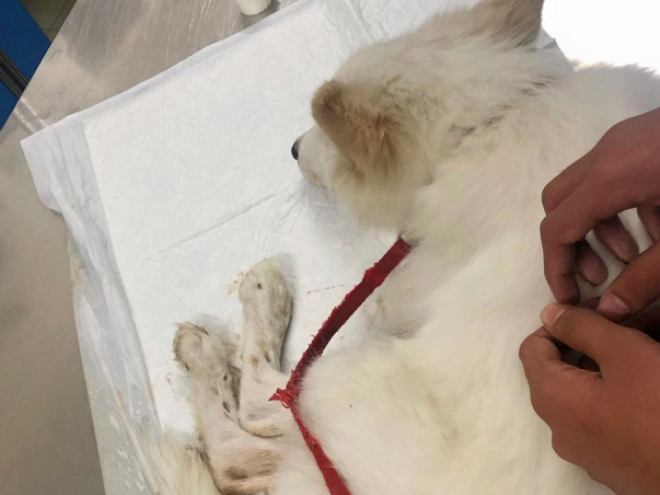 Help To Save Bolt From Paro Viral Enteritis