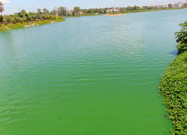 Nandi Hillathon: Restoration of Allalasandra Lake