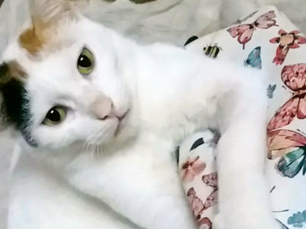 Help Angel Recover From CKD