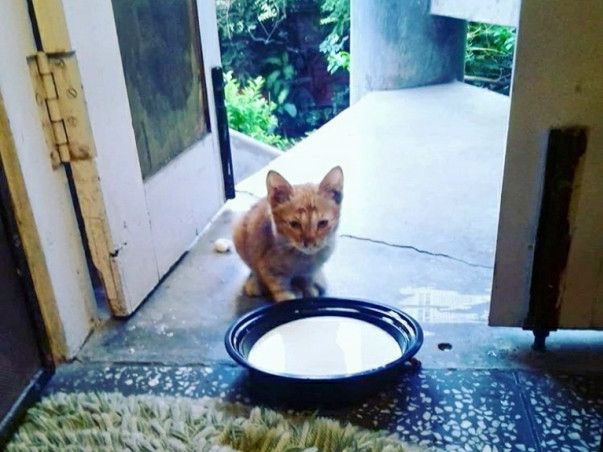 Help Vaccinate, Sterilise and Export a Kitten for Canada