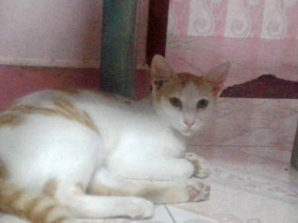 Support Strays To Live A Decent And Peaceful Life